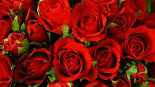 ரோஜா ஏற்றுமதியில் ஆர்வம் 