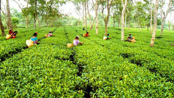 100 சதவீத முடக்கம்