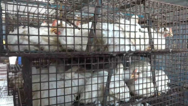 முட்டை & கோழி 