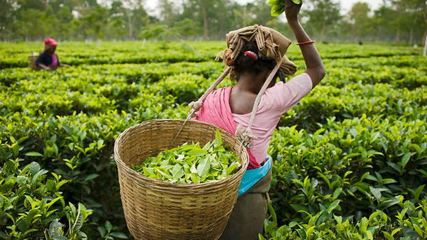 10 கோடி கிலோ