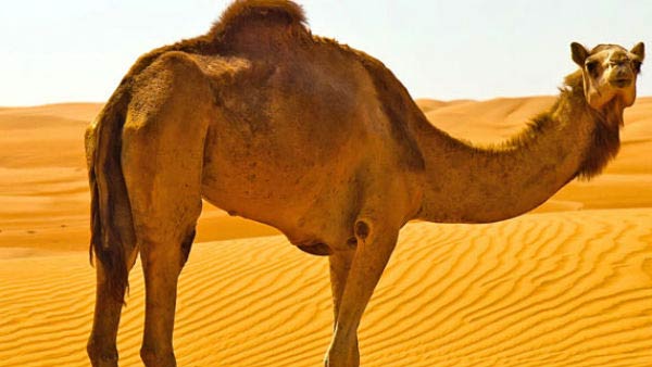 நோ டெலிவரி 