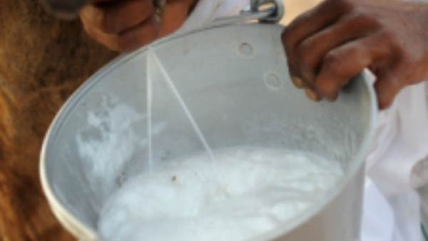 ஒட்டகப் பால் 