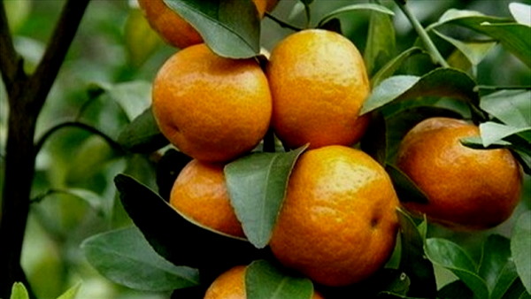 அழுகும் ஆரஞ்சுப் பழம்