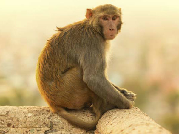 குரங்கு வேலை