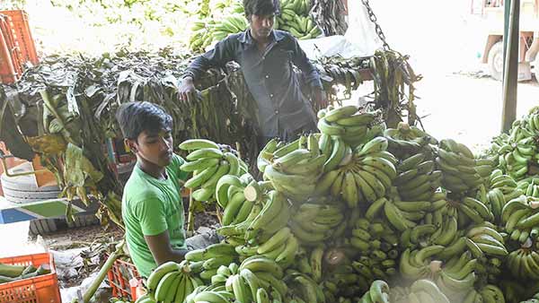 செவ்வாழைக்கு கிராக்கி 