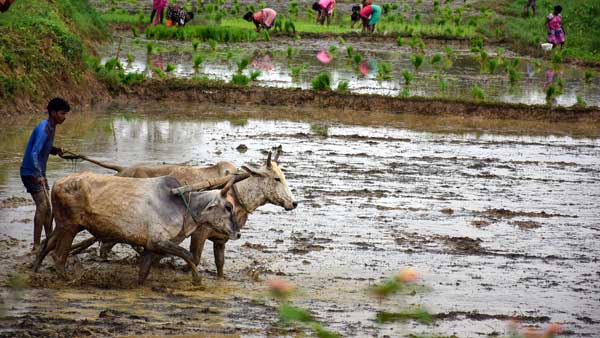 விவசாயம் 