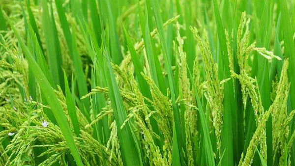 என்ன வயது இருக்க வேண்டும்? 