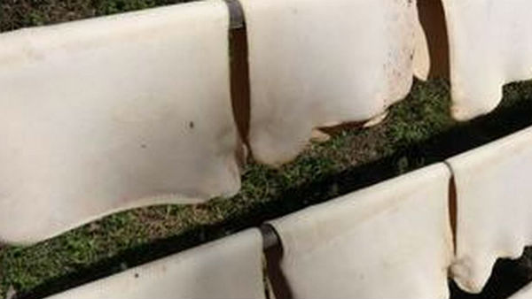 பயன்கள் 