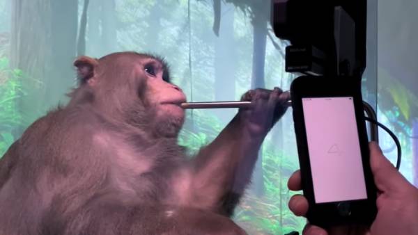  குரங்கு வீடியோ