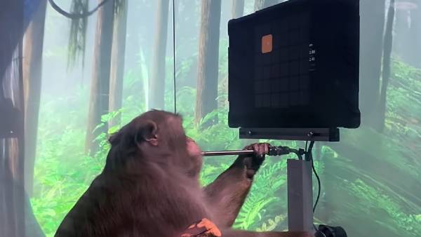  குரங்கின் மூளையில் சிப்