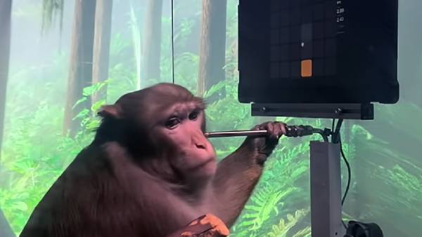  வீடியோ கேம் விளையாடும் குரங்கு