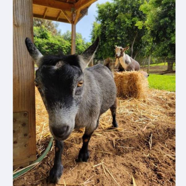  ஆடு வளர்க்கும் பேஸ்புக் மார்க்.. ஆட்டுக்குட்டி பெயர் என்ன தெரியுமா..? #Bitcoin