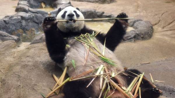 பாண்டா குட்டிகள் 