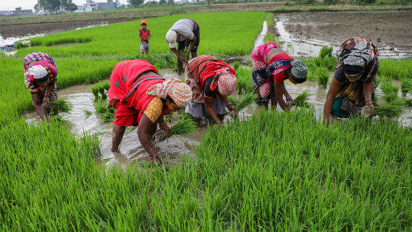 விவசாயம், விவசாயி