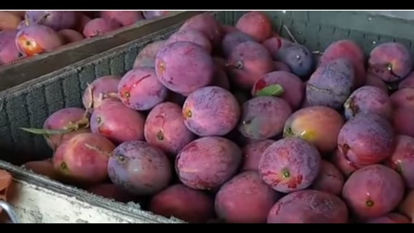 மியாசாகி மாம்பழம் வைரல் 