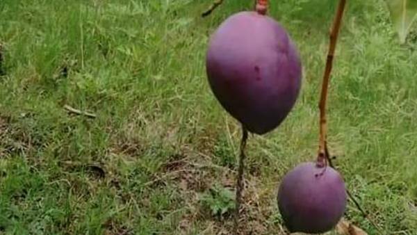 மத்திய பிரதேசத்தில் மியாசாகி மாம்பழம் 