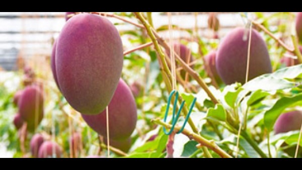  திருடர்கள் அதிகம் 