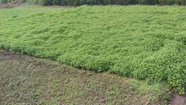 தம்மம்பட்டி கிராமம்