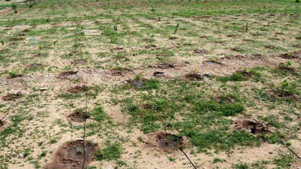 சில முறைகேடுகள் 