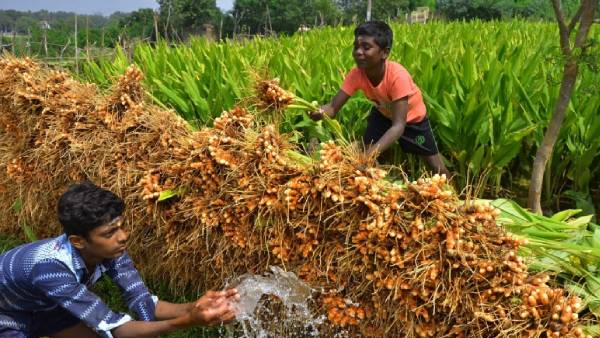 ஈரோட்டில் அதிகளவில் பயிரிடப்படும் விரலி மஞ்சள் 