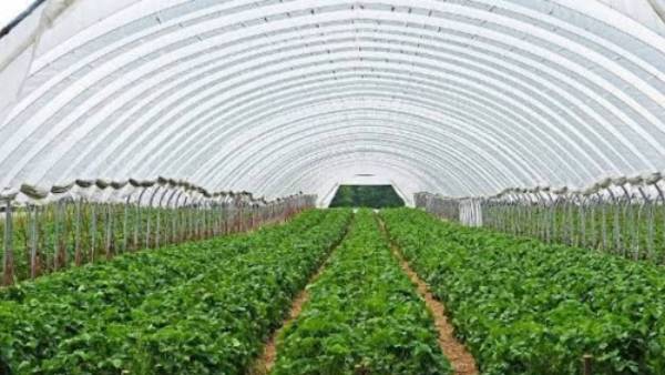 தோட்டக்கலை பயிர்கள் 