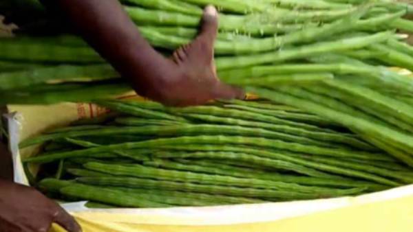 முருங்கை ஏற்றுமதி மண்டலம் 