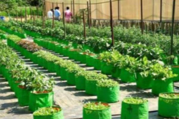 கிருஷ்ணகிரி 