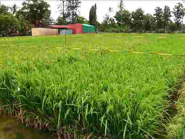 பசுமை கடன்