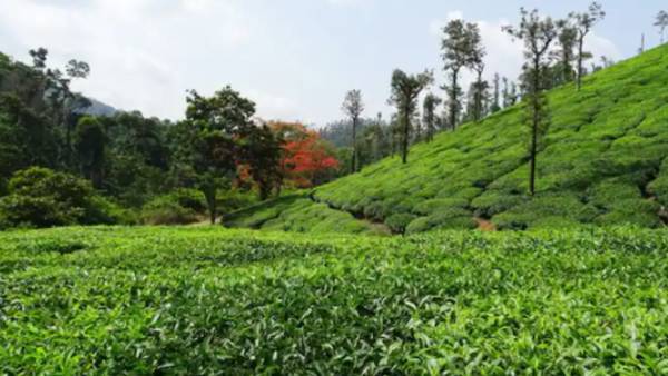  குத்தகை ஒப்பந்தம்
