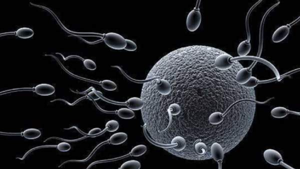  185 ஆய்வின் முடிவுகள்