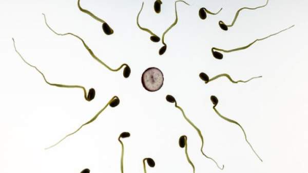  விந்தணு எண்ணிக்கை