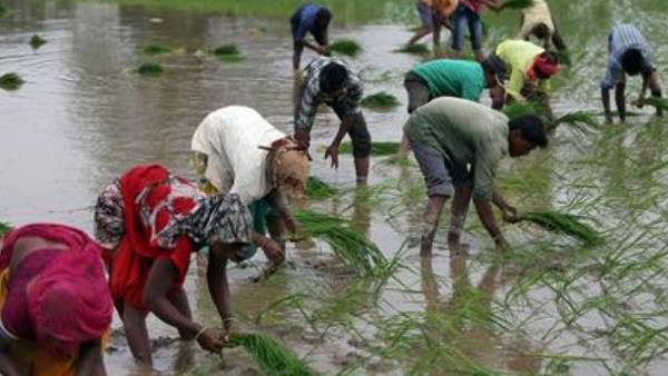 கேரளா நெல் விலை 