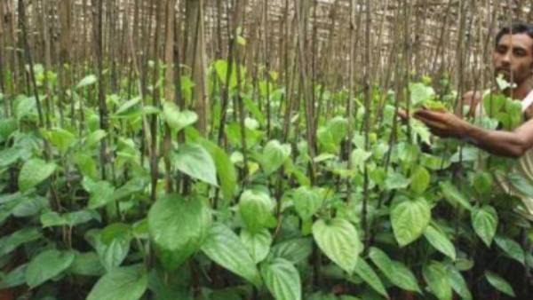  வெற்றிலை விலை