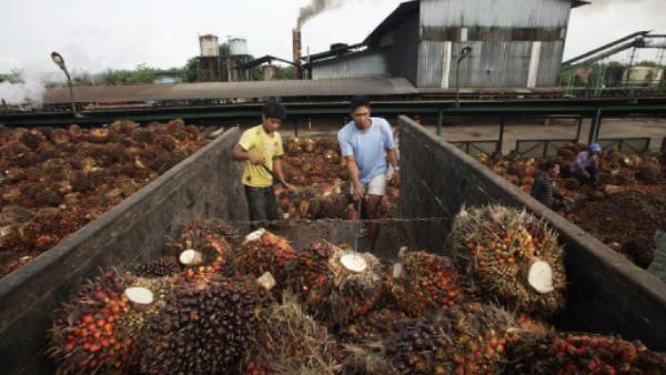 சுத்திகரிக்கப்படாத பாமாயில் 