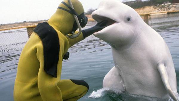 துருக்கி கடல் ஆராய்ச்சி 