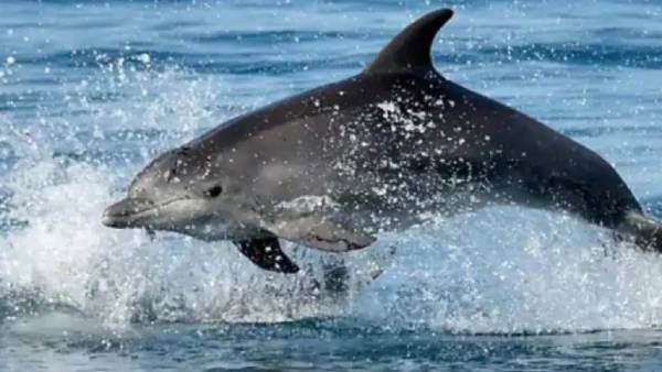 ரஷ்ய படைகள் 