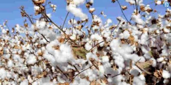 இந்தியப் பருத்தி கழகம்