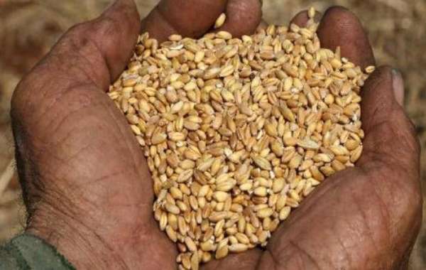 தினசரி உணவு 