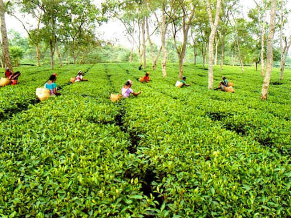 தேயிலை ஏற்றுமதி