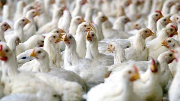 ஆர்வம் உழைப்பு திறமை 