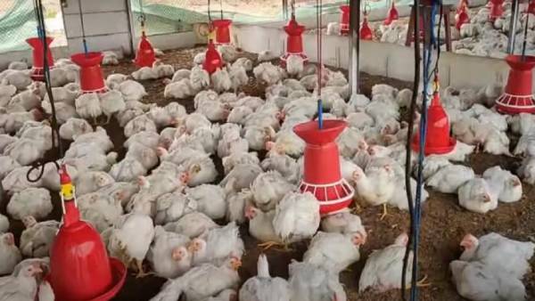  சுகுணா சிக்கன் 