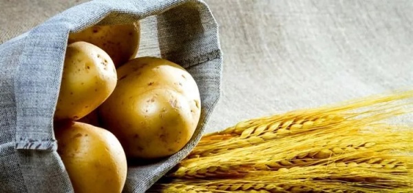 கோதுமையுடன் உருளைக்கிழங்கு