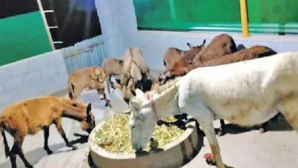 ஆடு, முயல், கோழி 