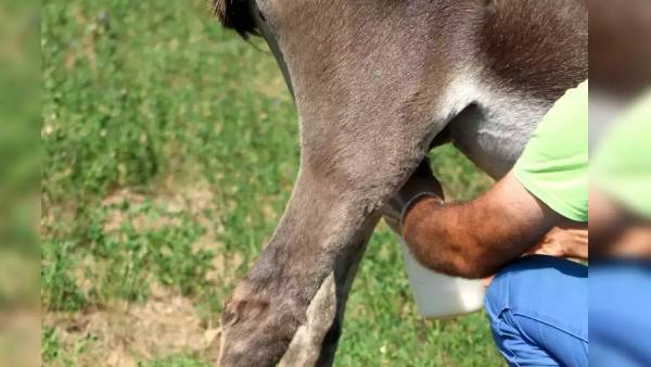 ஒரு பாக்கெட் 150 ரூபாய் 