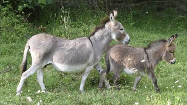 சாப்ட்வேர் நிறுவன பணி 