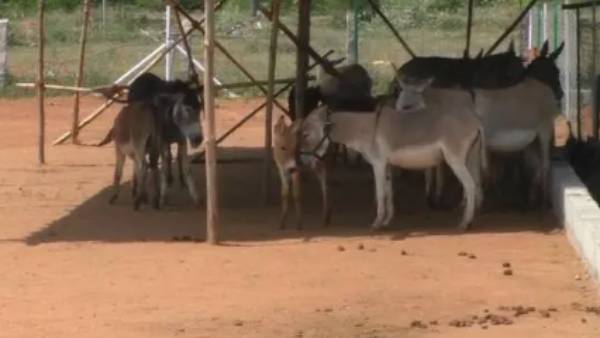 கழுதை வளர்ப்பு 