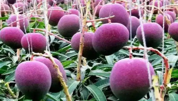 மியாசாகி மாம்பழம்