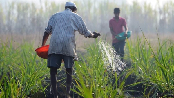  கோடை பயிர் 