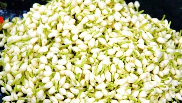 சரியான நேரத்தில் பறிக்கப்படும் மல்லி 