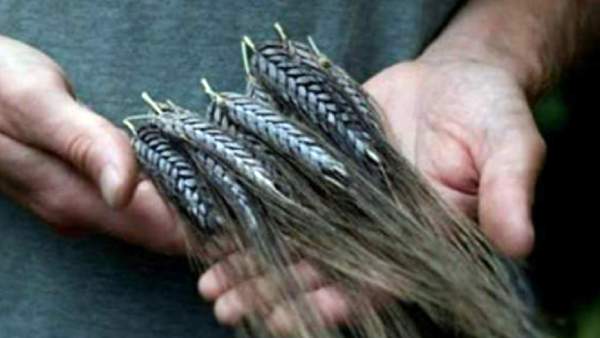 சிறப்பம்சம் என்ன? 